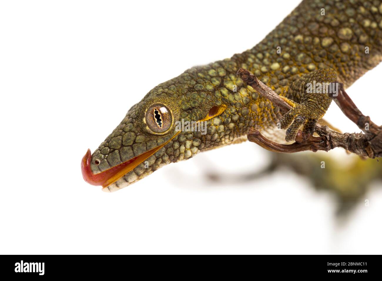 Guecko à queue arçensile (Eurydactylodes agricolae), séquence 1 de 3; sur fond blanc, captif, se trouve en Nouvelle-Calédonie. Banque D'Images