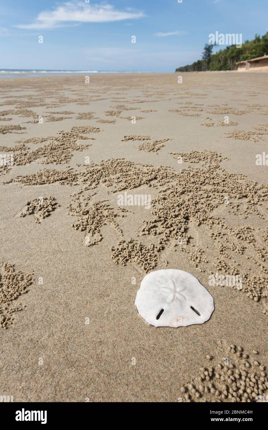 Dollar de sable (Clypeateroida) et terriers de crabe fantôme (Ocypodinae) sur la plage de Tuaran, Sabah, Bornéo Banque D'Images