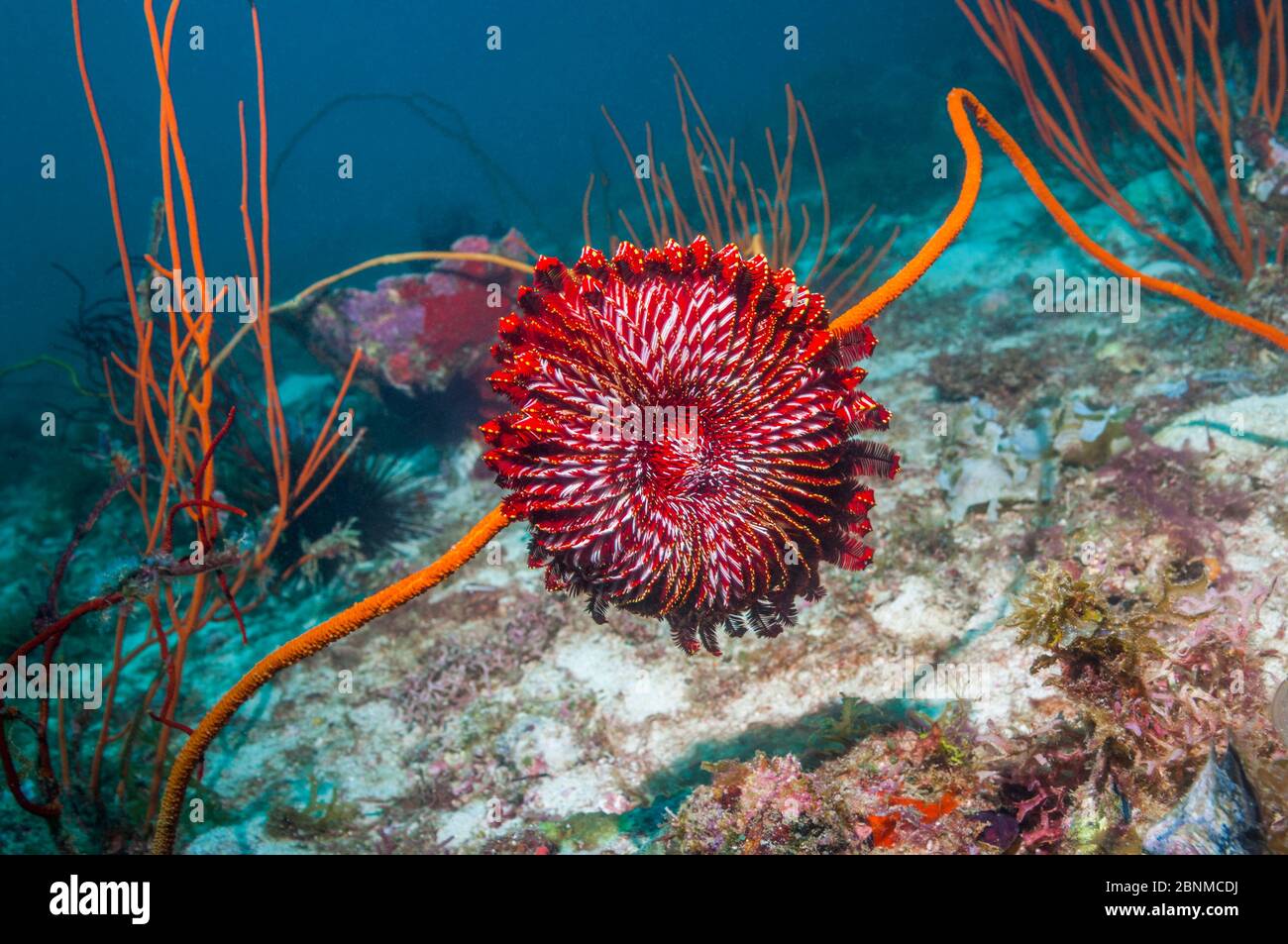 Crinoïde ou étoiles de plumes, espèce inconnue, Cebu, Île Malapascua, Philippines, septembre Banque D'Images