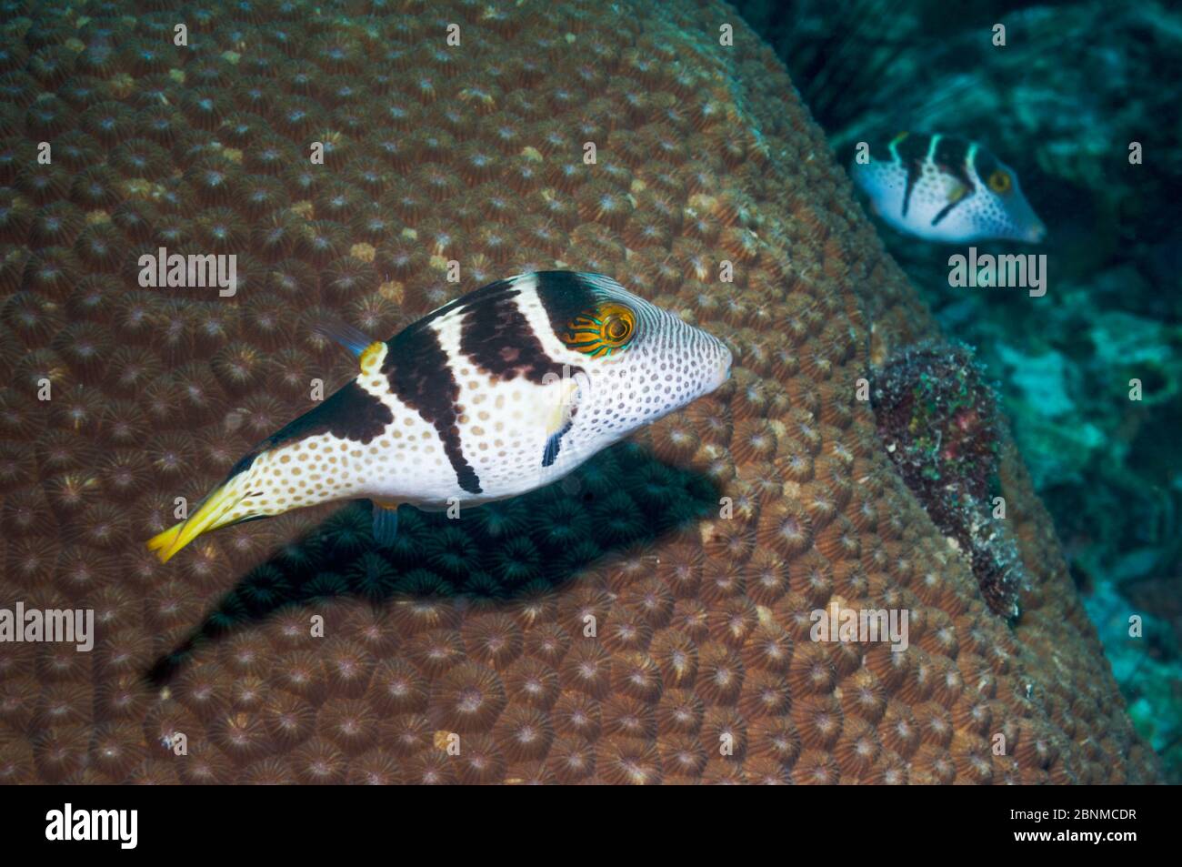 Le puffeur à nez pointu de Valentini (Canthigaster vanlentini) Cebu, île de Malapascua, Philippines, septembre Banque D'Images