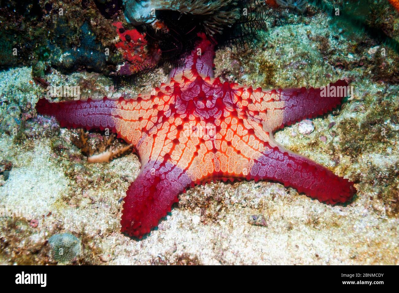 Nid d'abeille / coussin d'étoiles de mer (Pentaceraster alveolatus) Malapascua Island, Philippines, septembre Banque D'Images