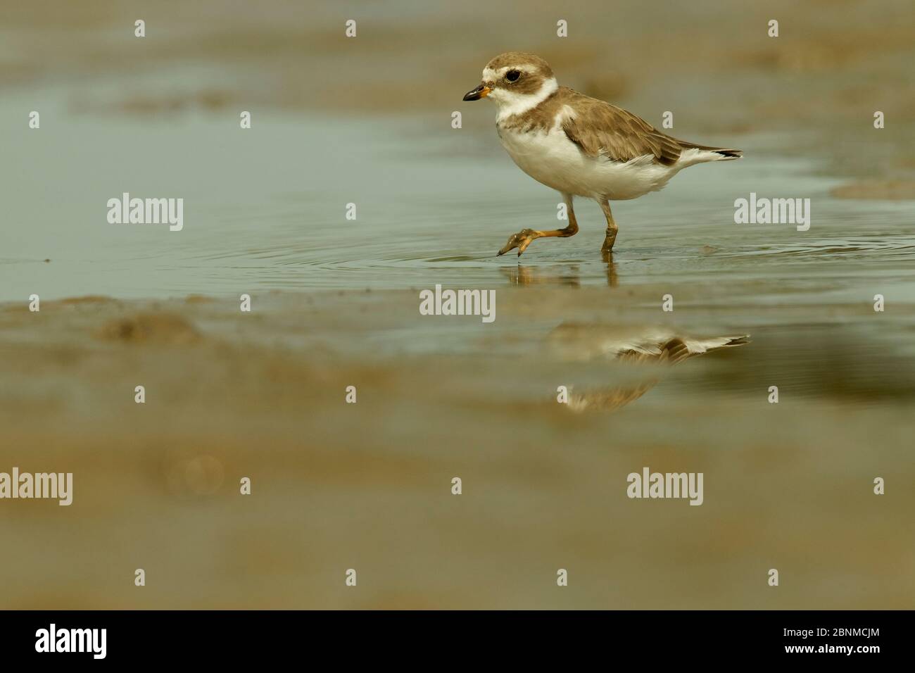 Le trempleau semipalmé (Charadrius semipalmatus) se fourragent dans des vasières à faible tideon du delta de l'Orinoco, au Venezuela. Banque D'Images