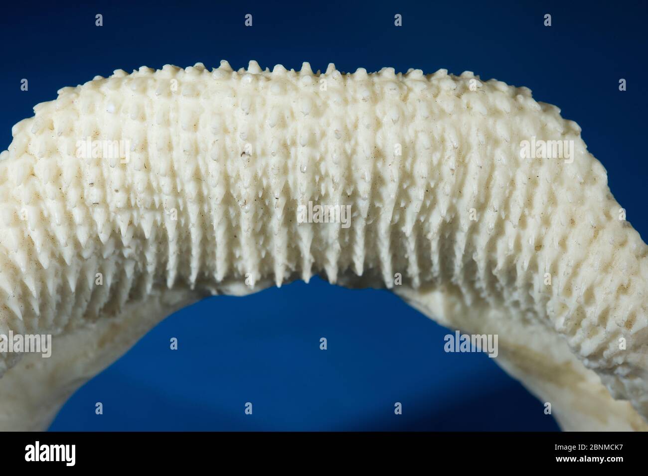 Requin zébré (Stegostoma fasciatum) détail des dents de la mâchoire inférieure utilisées pour écraser les coquilles de mollusques et de crustacés et pour saisir les petits poissons, Birch Banque D'Images