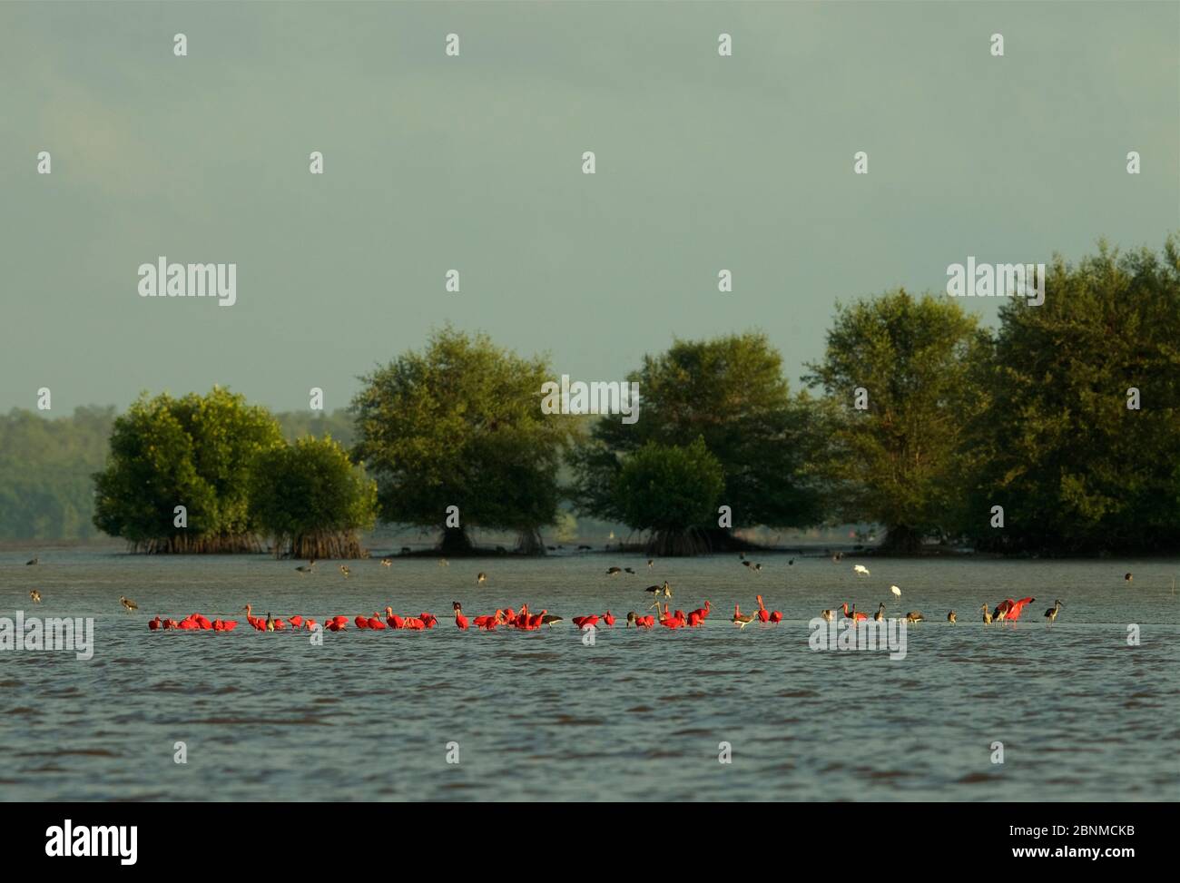 Les bouqueties scarlet (Eudocimus ruber) se nourrissent à la ligne de marée basse sur les vasières, dans le delta de la rivière Orinoco, au Venezuela. Banque D'Images