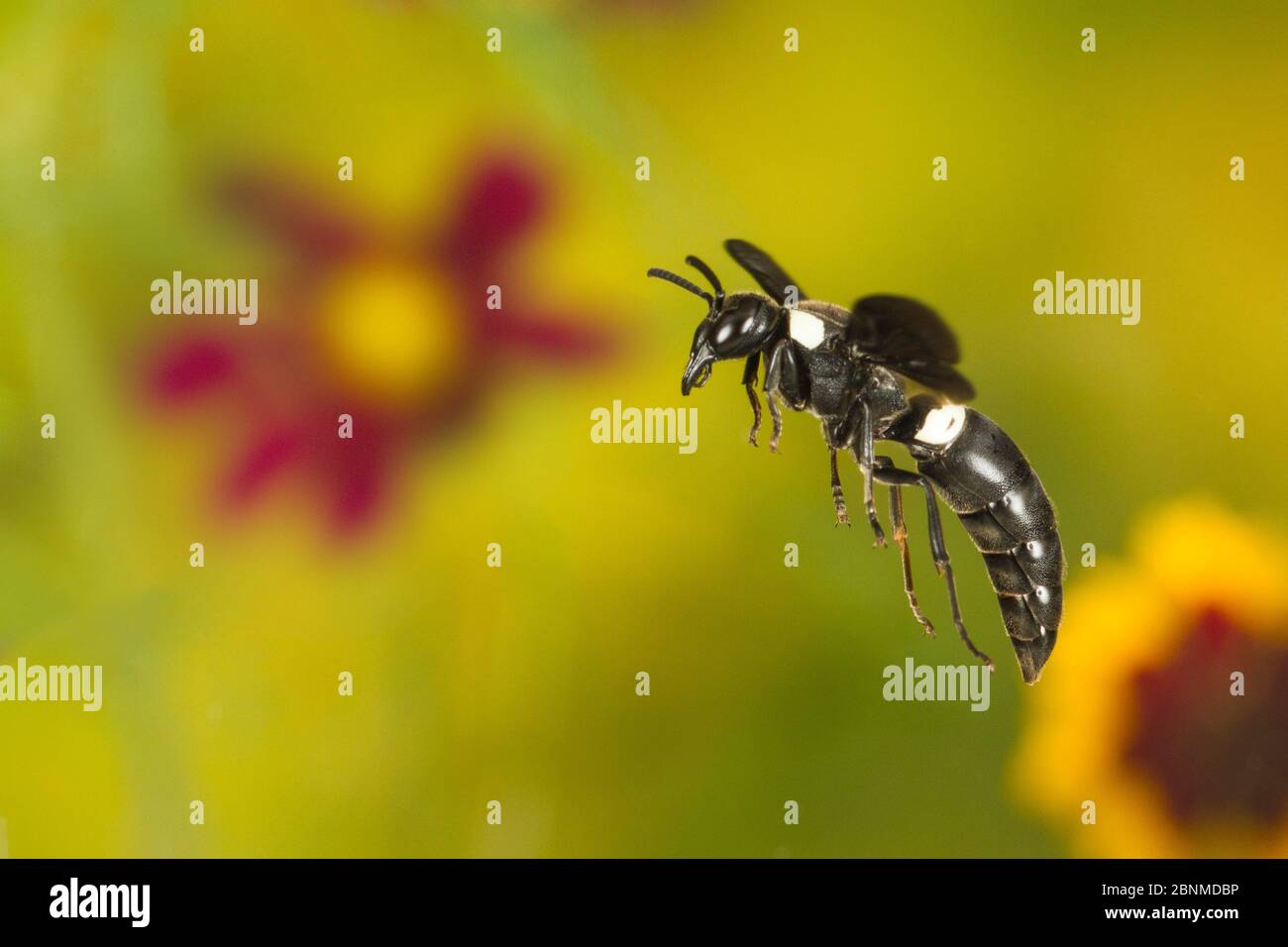 Guêpe de mason à quatre dents (Monobia quadridens), comté de Tuscaloosa, Alabama, États-Unis. Septembre Banque D'Images