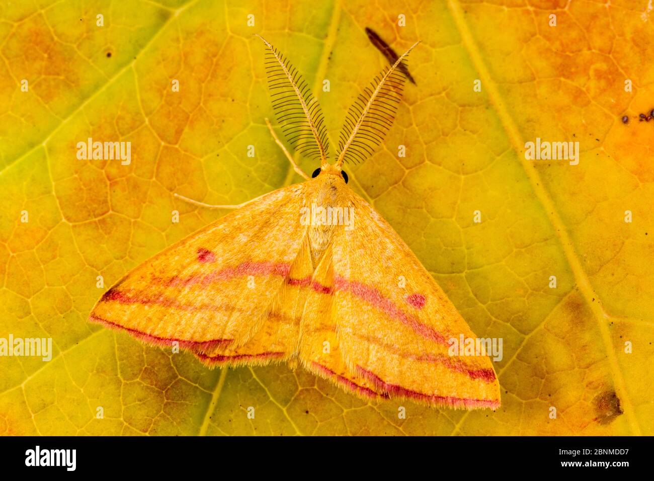 Papillon des mauvaises herbes (Haematopes grataria), comté de Tuscaloosa, Alabama, États-Unis octobre Banque D'Images