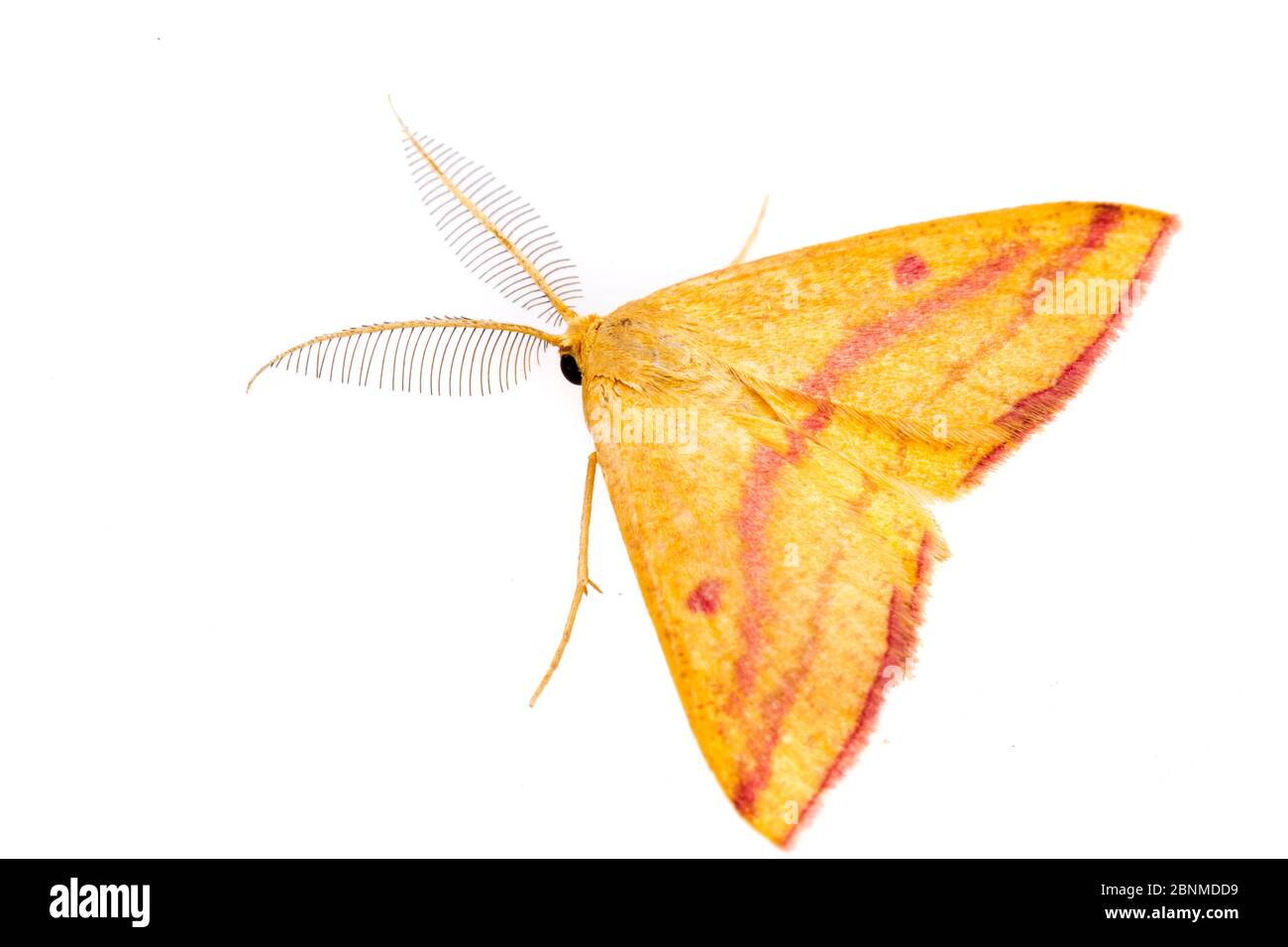 Papillon des mauvaises herbes (Haematopes grataria) sur fond blanc, comté de Tuscaloosa, Alabama, États-Unis octobre Banque D'Images