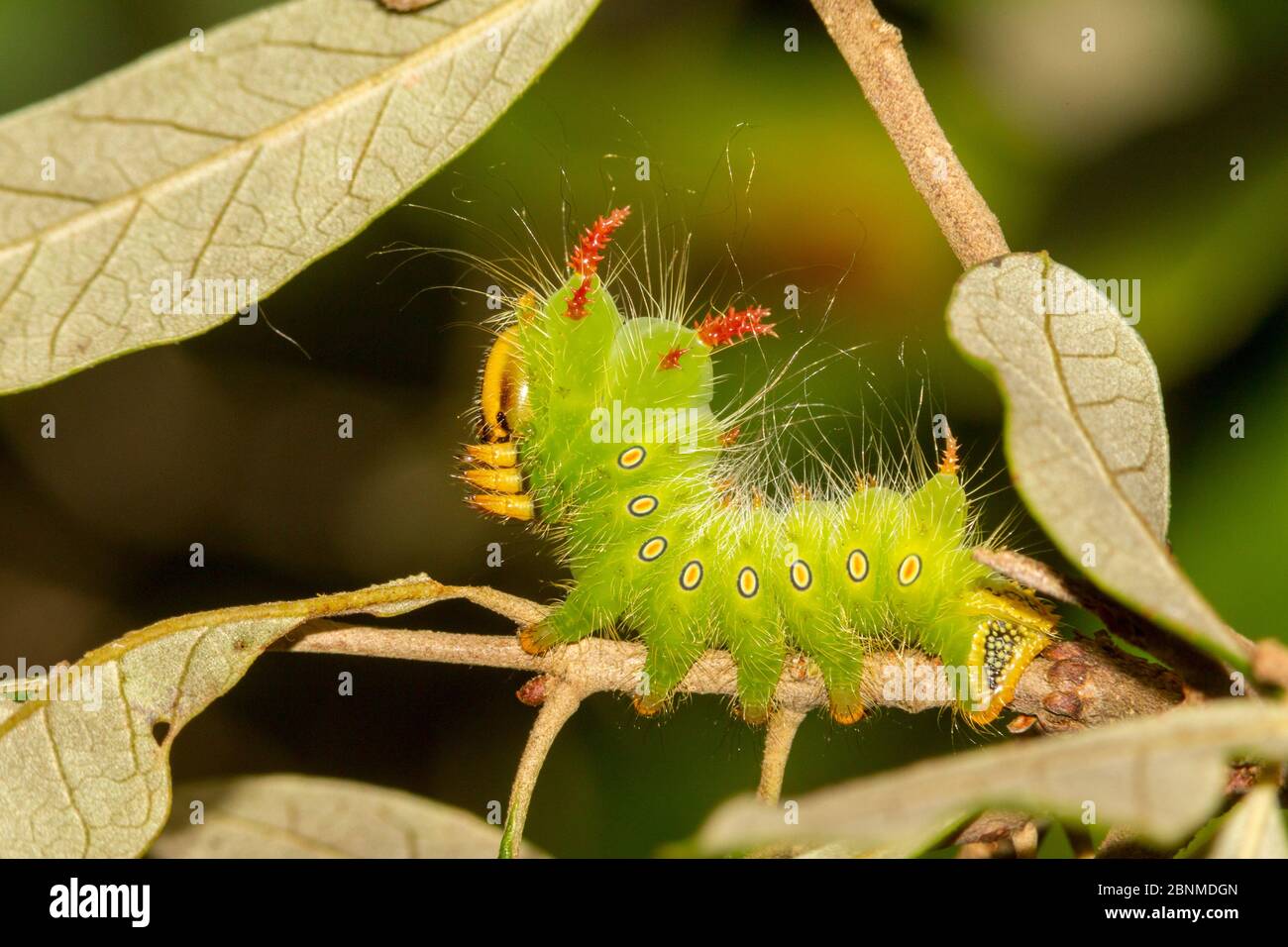 Imperial Moth (Eacles imperialis) caterpillar, Orange County, Floride, États-Unis septembre Banque D'Images