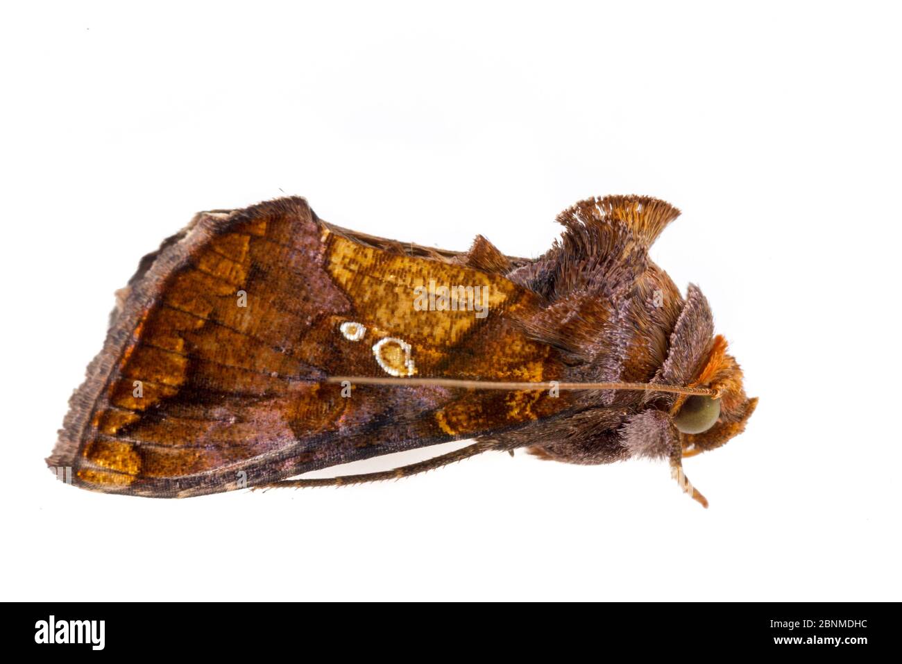 Papillon des papillons (Argyrogramma verruca) sur fond blanc, comté de Tuscaloosa, Alabama, États-Unis septembre Banque D'Images
