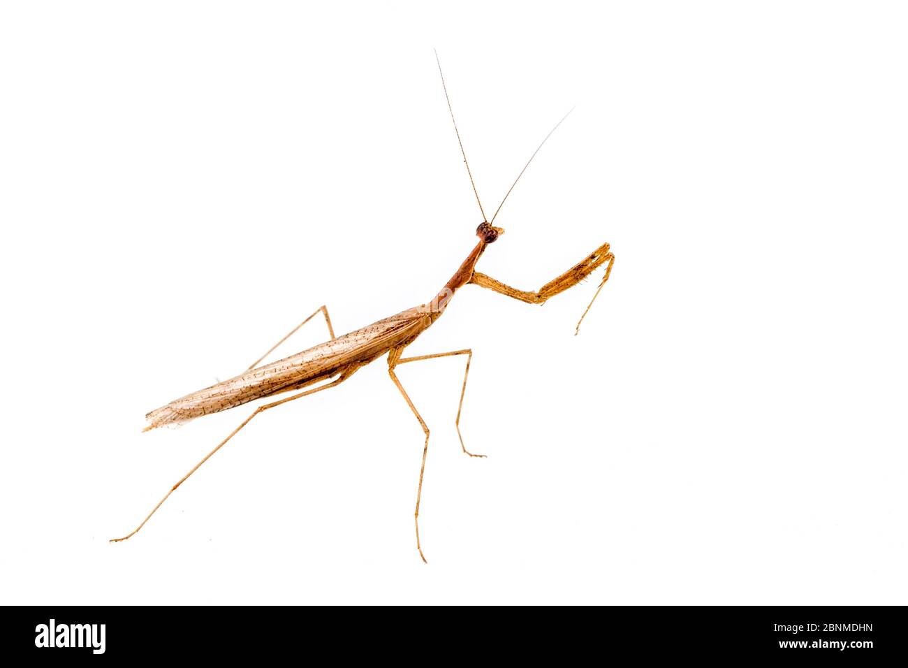 Mantid (Oligonicella scudderi) mâle sur fond blanc, comté de Tuscaloosa, Alabama, États-Unis septembre Banque D'Images