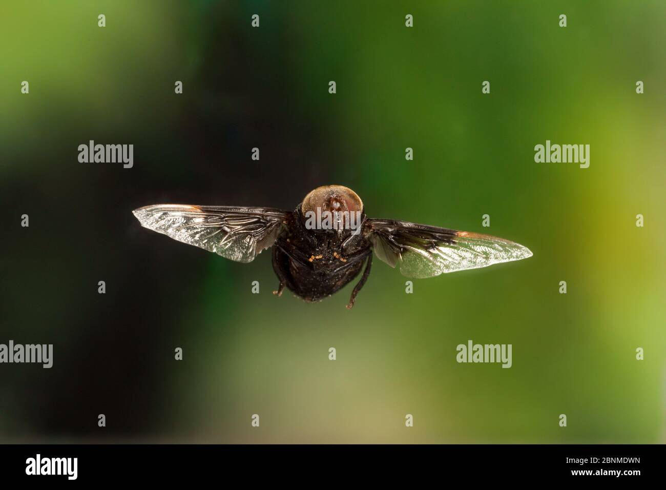 Mouche mexicaine de cactus (Copestylum mexicanum) en vol, Comté de Travis, Texas, États-Unis. Conditions contrôlées. Mars Banque D'Images