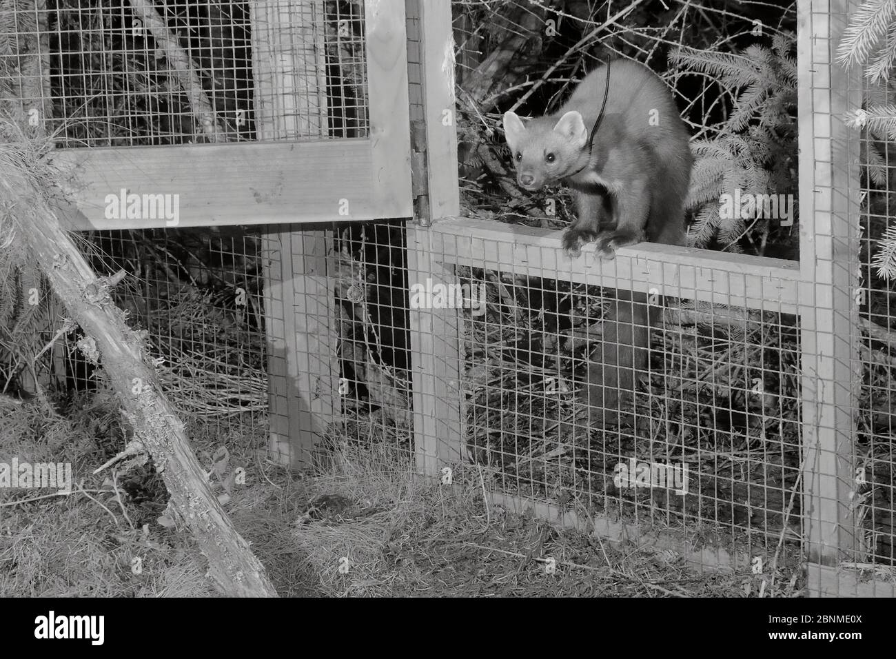 Marte de pin mâle à col radio (Martes martes) émergeant d'une cage temporaire à libération molle après la tombée de la nuit lors d'un projet de réintroduction par le Vincent Banque D'Images