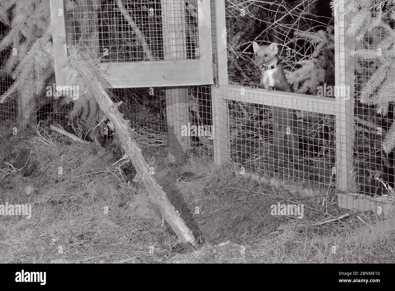 Marte de pin mâle à col radio (Martes martes) se préparant à sortir d'une cage temporaire de libération douce la nuit , pendant le projet de réintroduction par le Banque D'Images
