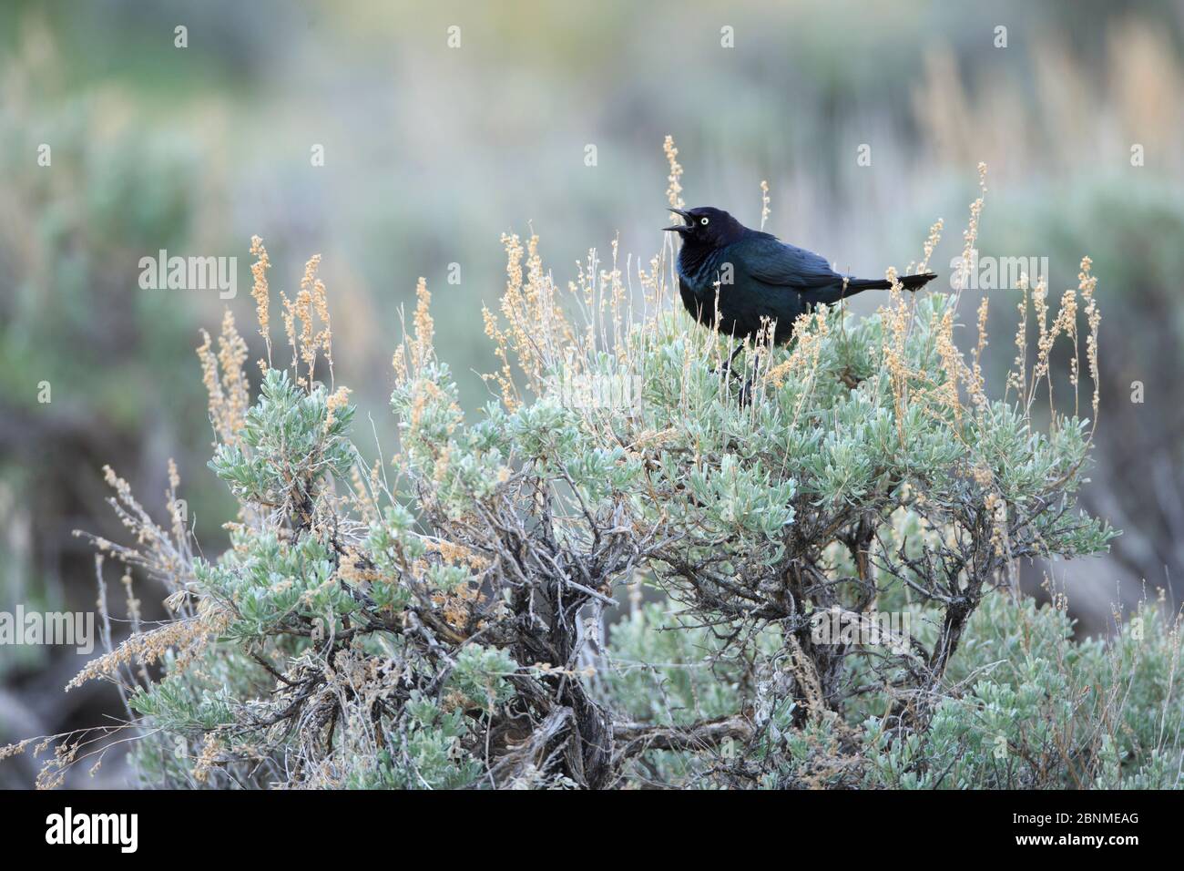 Le Blackbird de Brewer (Euphagus cyanocephalus). Sublette County, Wyoming. Mai. Banque D'Images