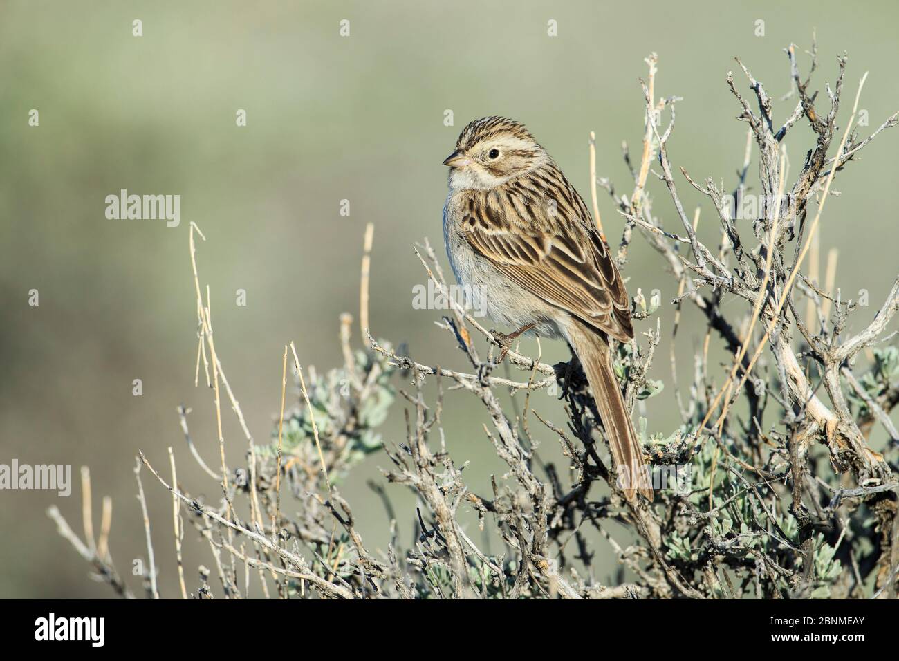 Bruant de brasseur (Spizella bracheri). Sublette County, Wyoming. Mai. Banque D'Images