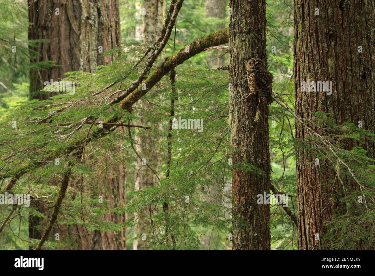 Chouette tachetée (Strix occidentalis) dans un arbre, Willamette National Forest, Oregon. Juin. Banque D'Images