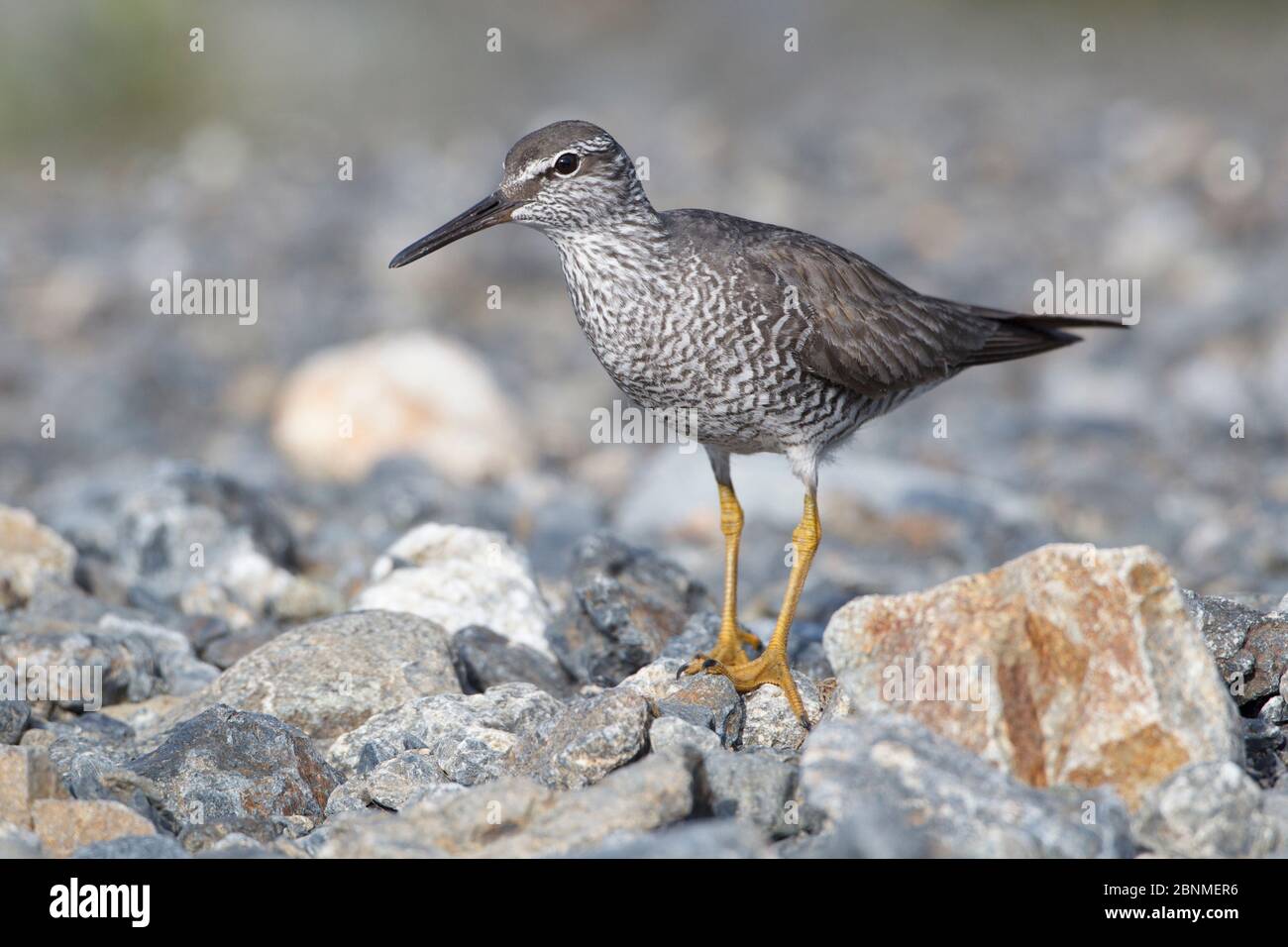 Wandering Tattler (Tringa incana). Chukotka, Russie. Juillet. Banque D'Images