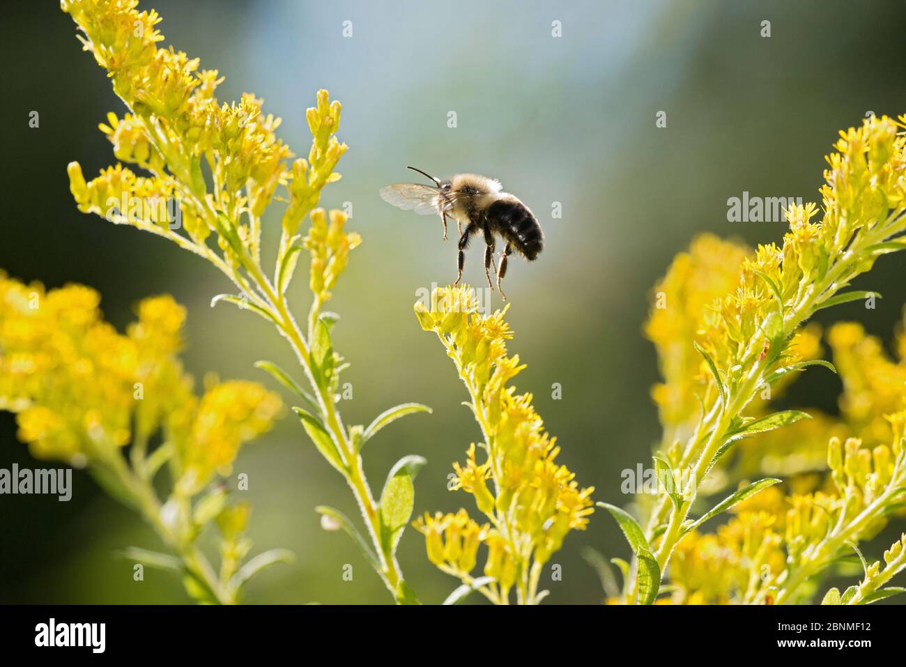 Bumblebee de l'est commun (Bombus impatiens) Madison, Wisconsin, États-Unis, septembre. Banque D'Images