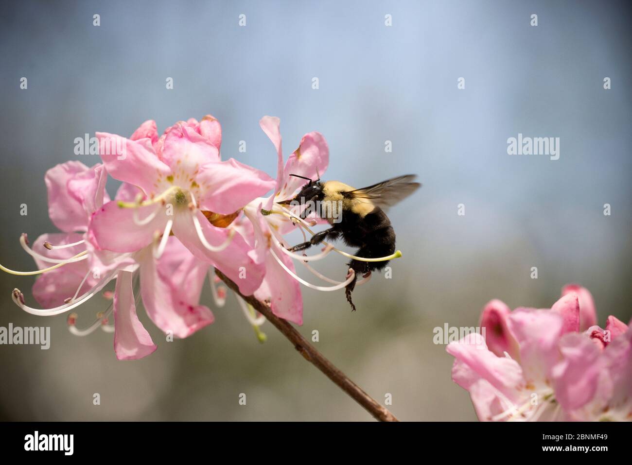 La reine des bourdons de l'est (Bombus impatiens), qui rassemble le nectar d'an Azalea, Highlands, Caroline du Nord, États-Unis, mai. Banque D'Images