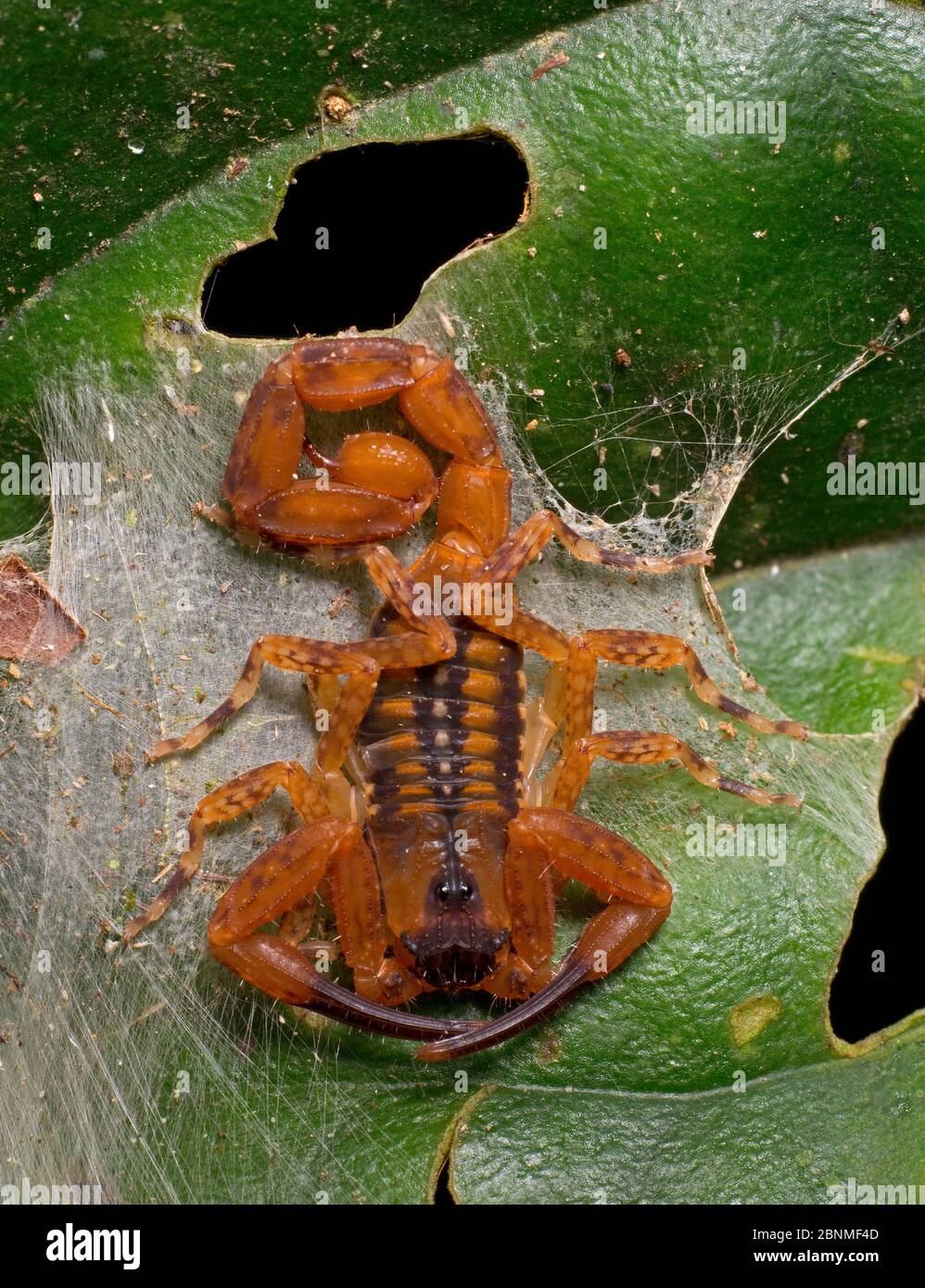 Scorpion (Tityus cerroazul) une des espèces de scorpion les plus toxiques d'Amérique centrale. Réserve naturelle de cocobolo, Panama. Banque D'Images