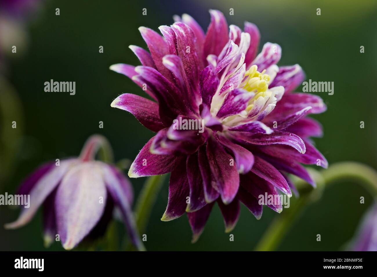 Aquilegia Caerulea vulgaris Christa Barlow Banque D'Images