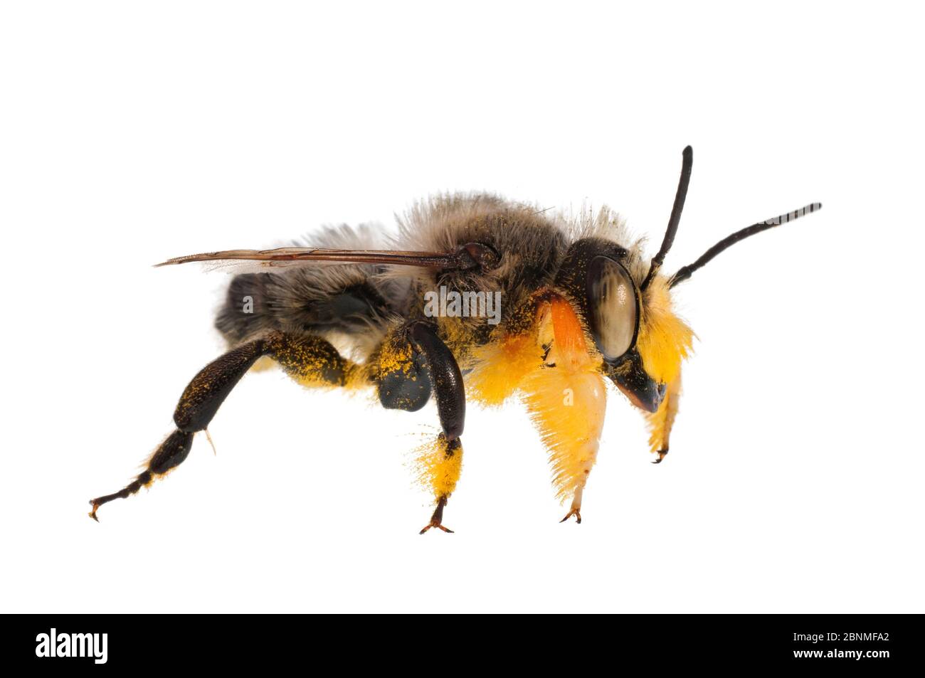 Les mâles utilisent le tapis de poils sur leurs pattes avant pour couvrir les yeux des femelles pendant l'accouplement. Madiso Banque D'Images
