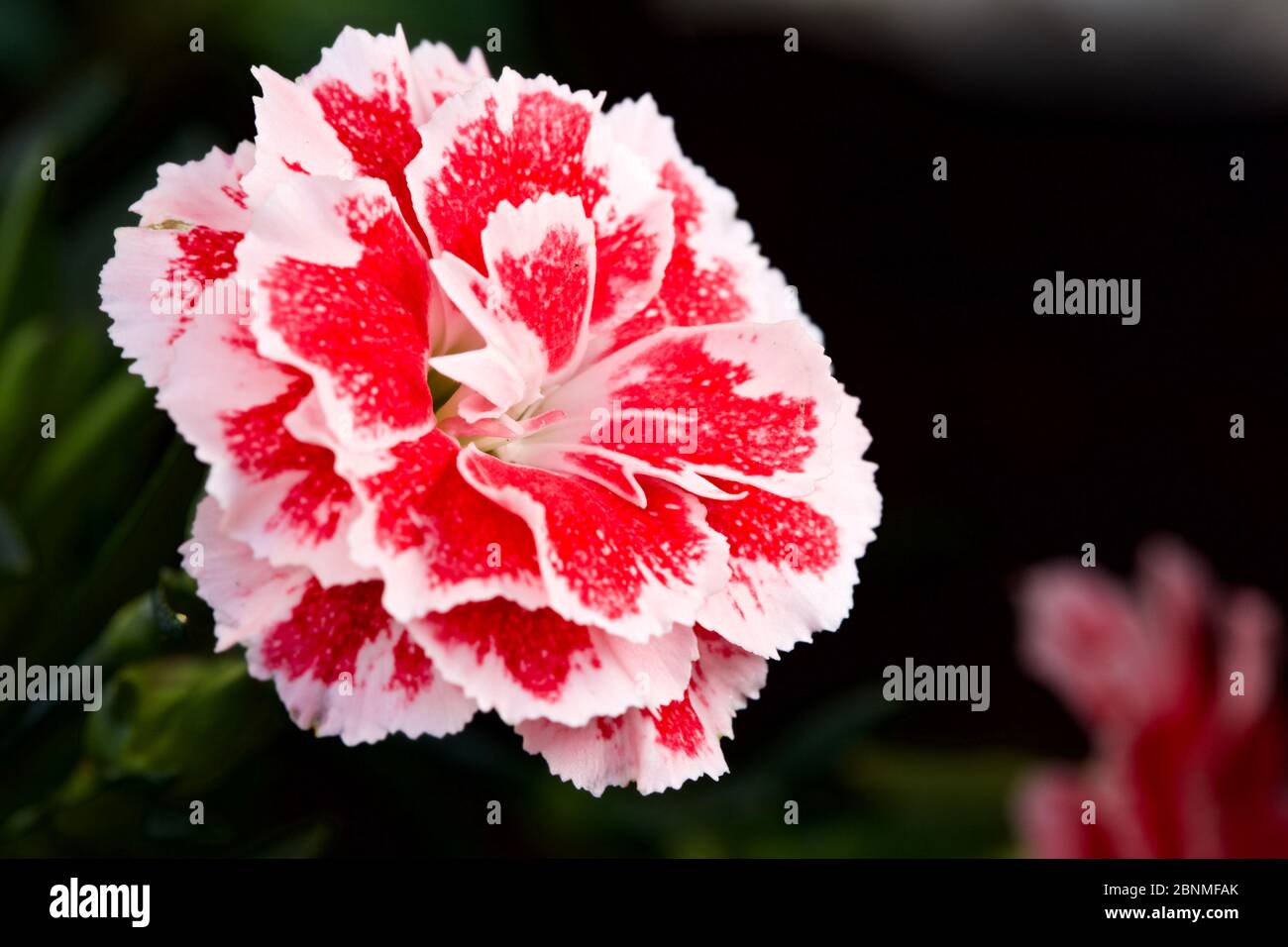 Dianthus caryophyllus ‘Oscar’ Banque D'Images