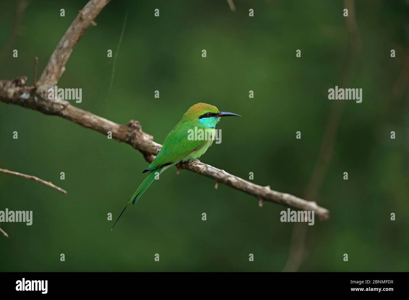 L'abeille verte (Merops orientalis) perchée au Sri Lanka. Banque D'Images