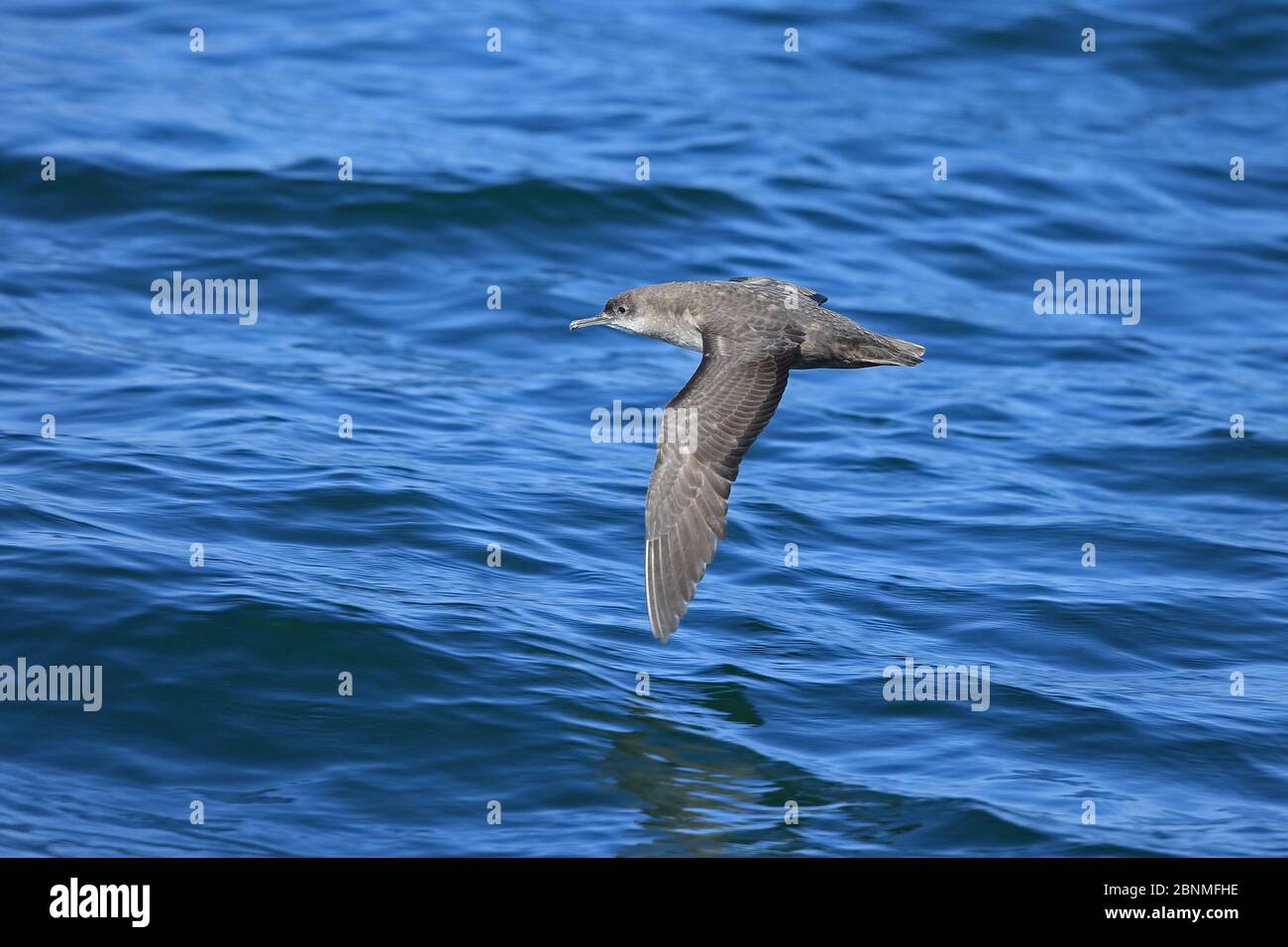 shearwater des Baléares (Puffinus mauretanicus) en vol sur l'eau, Maroc. Banque D'Images