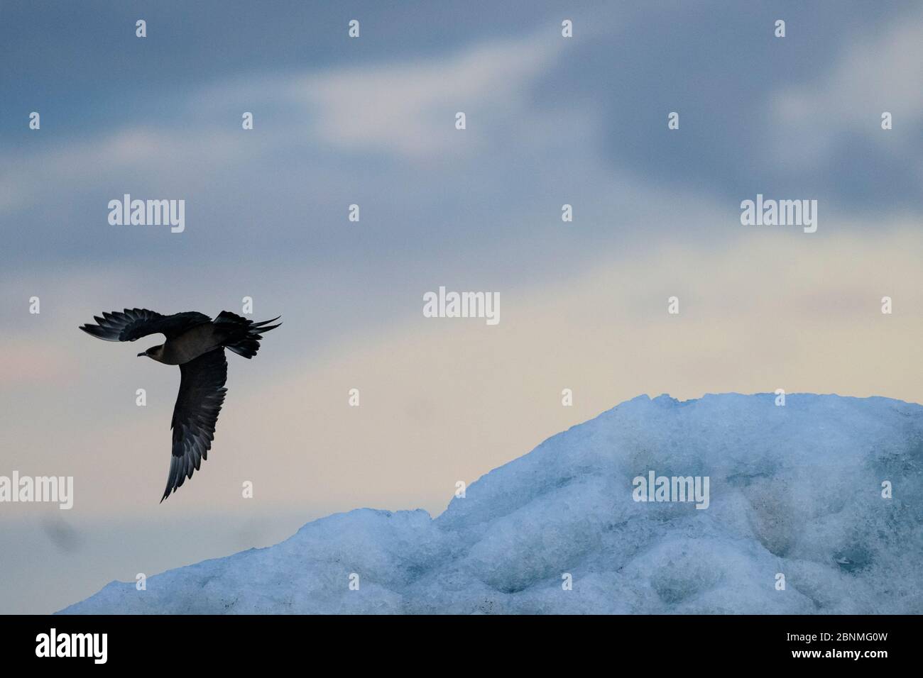 Arctic skua (Stercorarius parasiticus) en vol, Islande, juillet. Banque D'Images