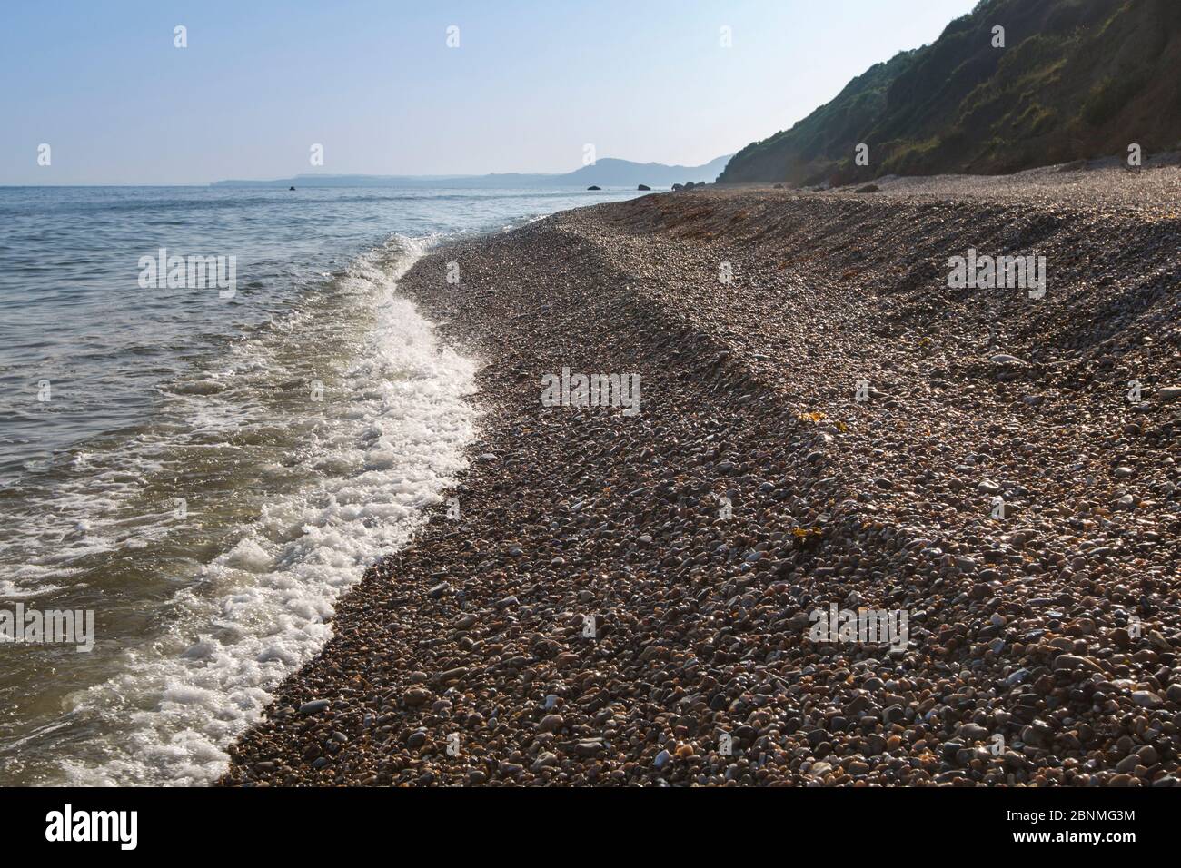 Site de plage de galets à Devon choisi pour la libération de criquets squameux élevés en captivité (Pseudomogoplisttes vicentie). Devon, Royaume-Uni. Juin. Banque D'Images