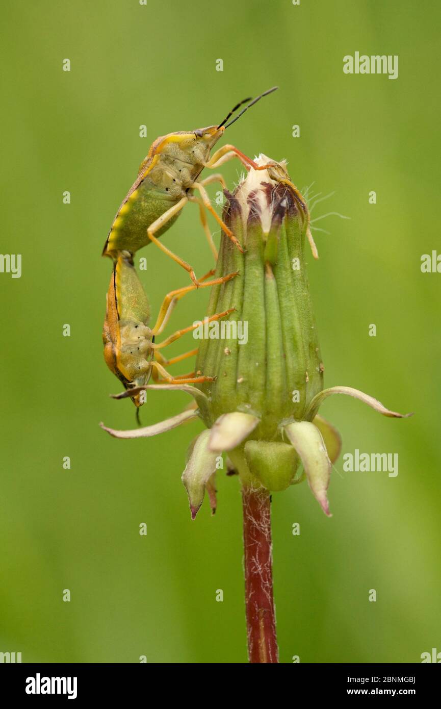 Insectes de bouclier (Carpocoris sp.) se conplantant sur le pissenlit (Taraxacum officinale), Provence, France, mai. Banque D'Images