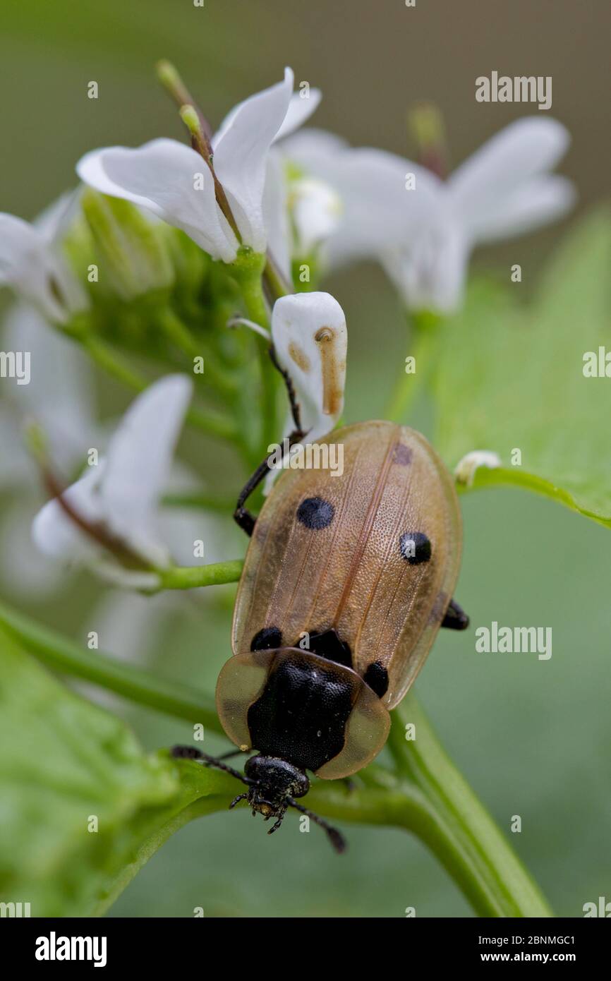 Coléoptère (Xylodrepa quadripunctata), Essonne, forêt de Sénart, France, avril. Banque D'Images