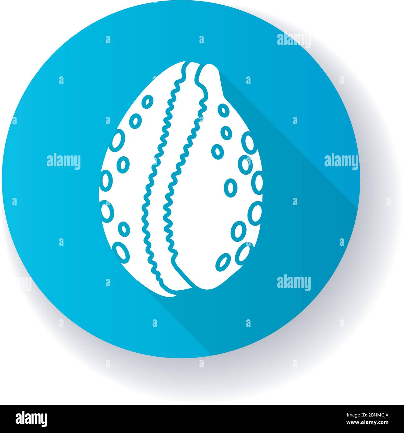 Cowrie Shell bleu plate motif long ombre glyphe icône. Souvenir décoratif de l'océan, conchologie Luria cinerea. Animal mollusque vide, silhouette de la coquille céphalopode illustration couleur RVB Illustration de Vecteur