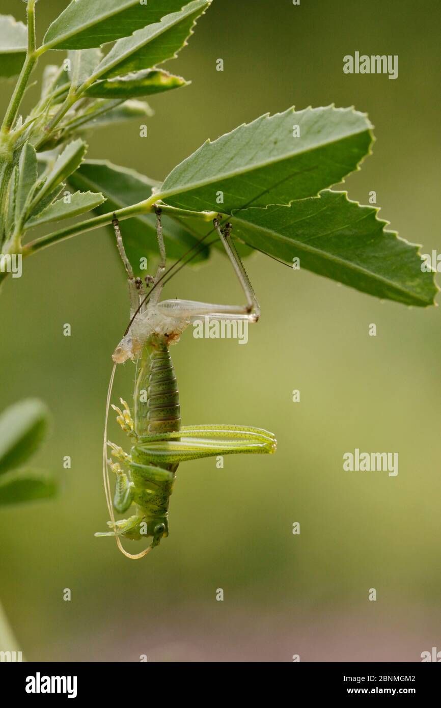 Bush vert Tettigonia viridissima (cricket) émergeant de la peau larvaire, Parc Naturel Régional des Grands Causses, France, mai. Banque D'Images