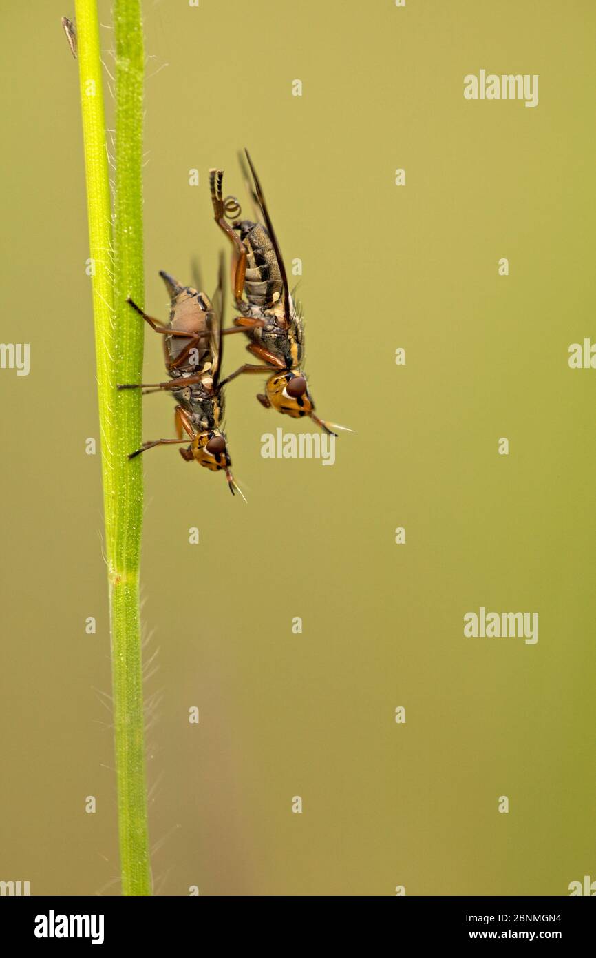 Accouplement de la mouche à ailes d'images (Platystoma sp.), Parc naturel régional de Prealpes d'Azur, France, mai. Banque D'Images