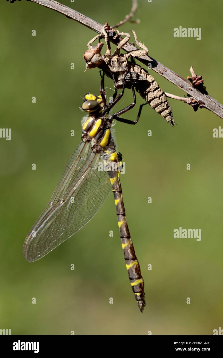 Libellule à anneaux dorés (Cordulegaster boltonii) adulte vient d'émerger de nymphe, Herault, France, mai. Banque D'Images