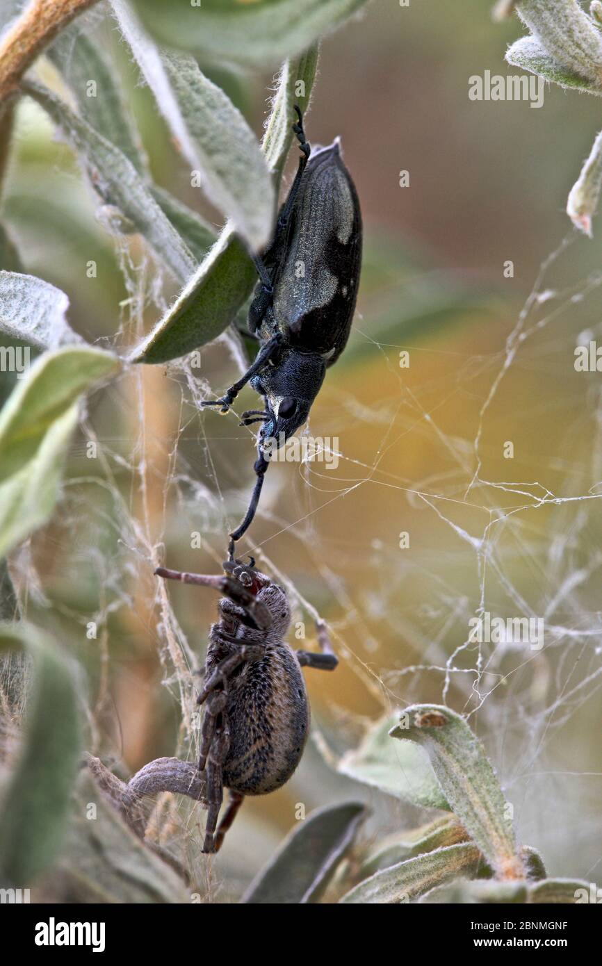 Lutte contre l'araignée et un scarabée (Curculionidae sp.), route nationale 7, Ambositra, Madagascar, novembre. Banque D'Images