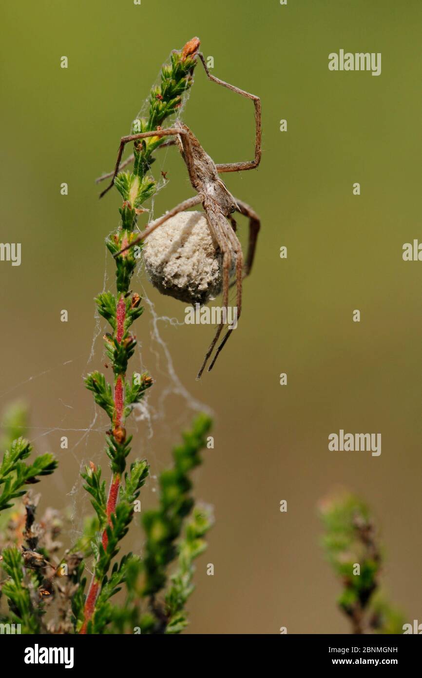 Araignée en toile d'pépinière (Pisaura mirabilis) femelle avec cocon d'oeufs, forêt de Fontainebleau, France, juillet. Banque D'Images