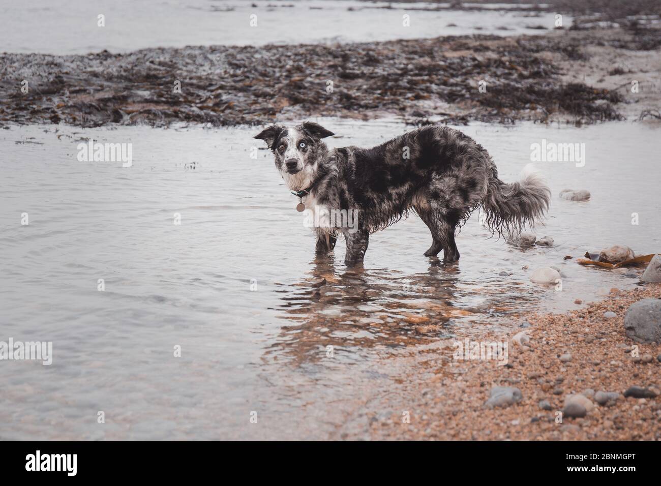 Bordure bleu collie merle 2 yeux différents Banque D'Images