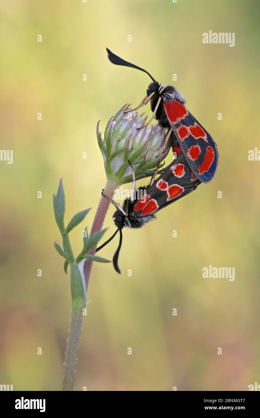 Accouplement par paire de papillons de nuit (Zygaena carniolica), Parc national des Ecrins, France, juillet. Banque D'Images