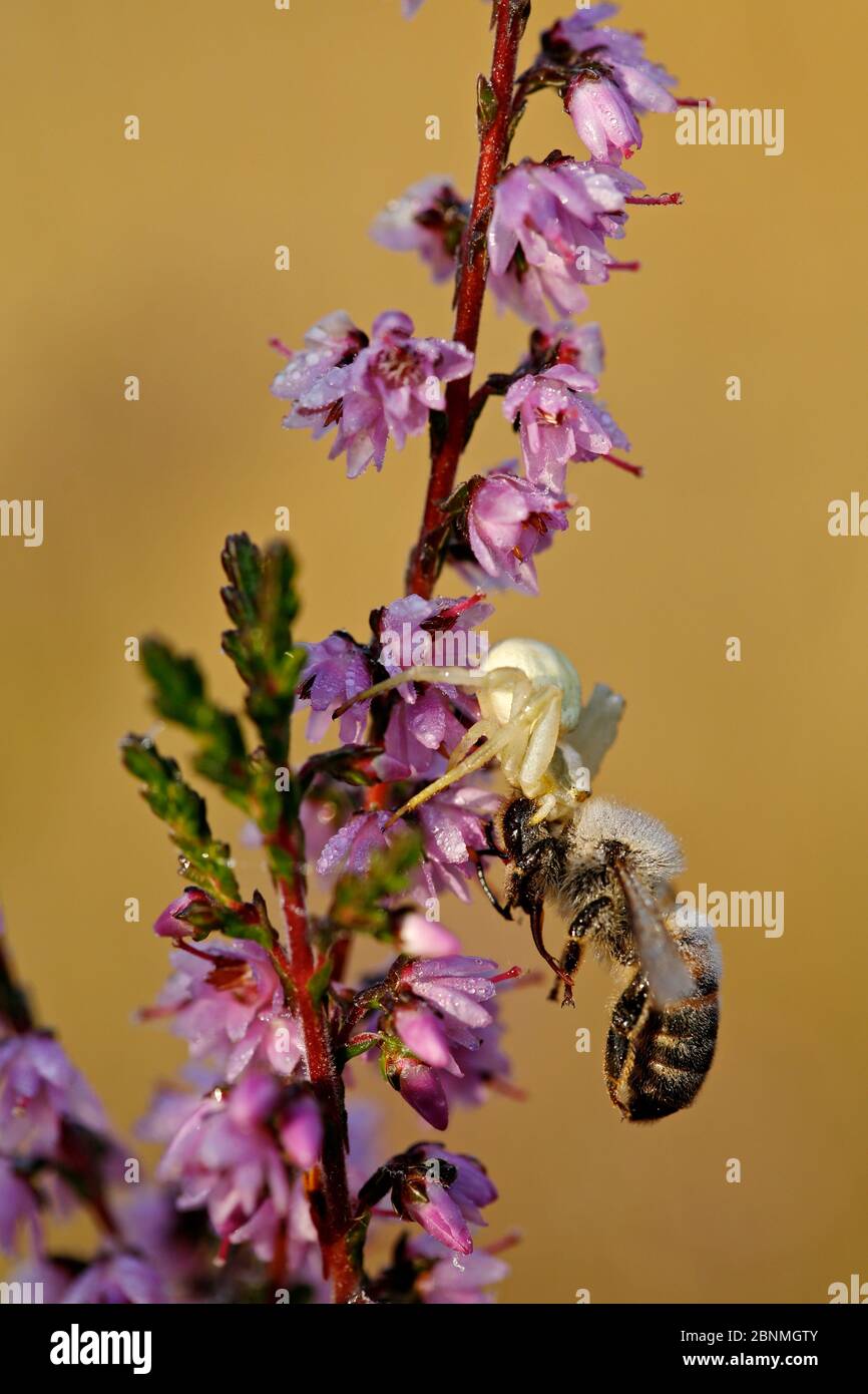 Araignée de crabe (Misumena vatia) se nourrissant sur l'abeille morte, région de Sologne, France, septembre. Banque D'Images