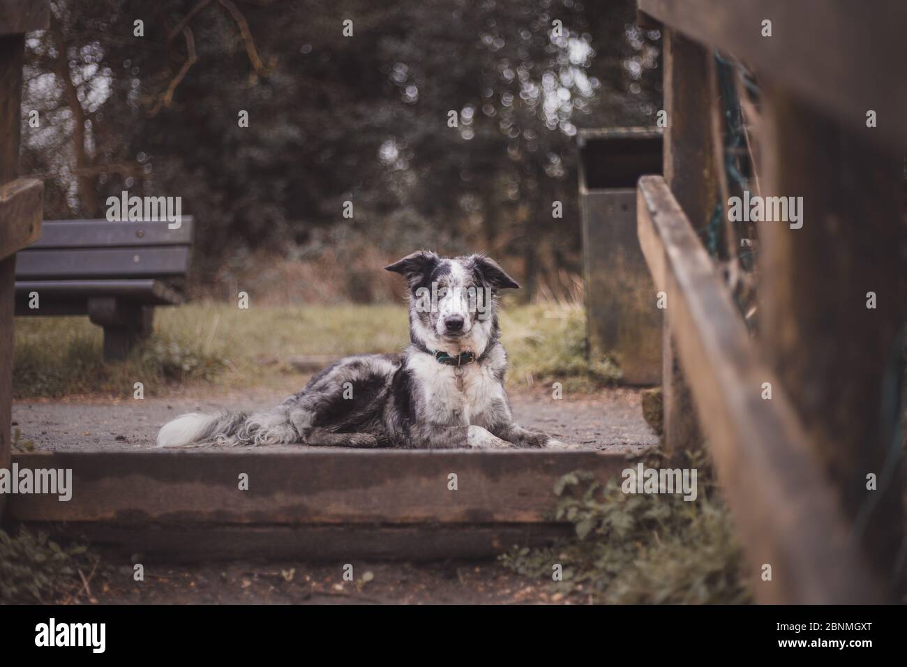 Bordure bleu collie merle 2 yeux différents Banque D'Images