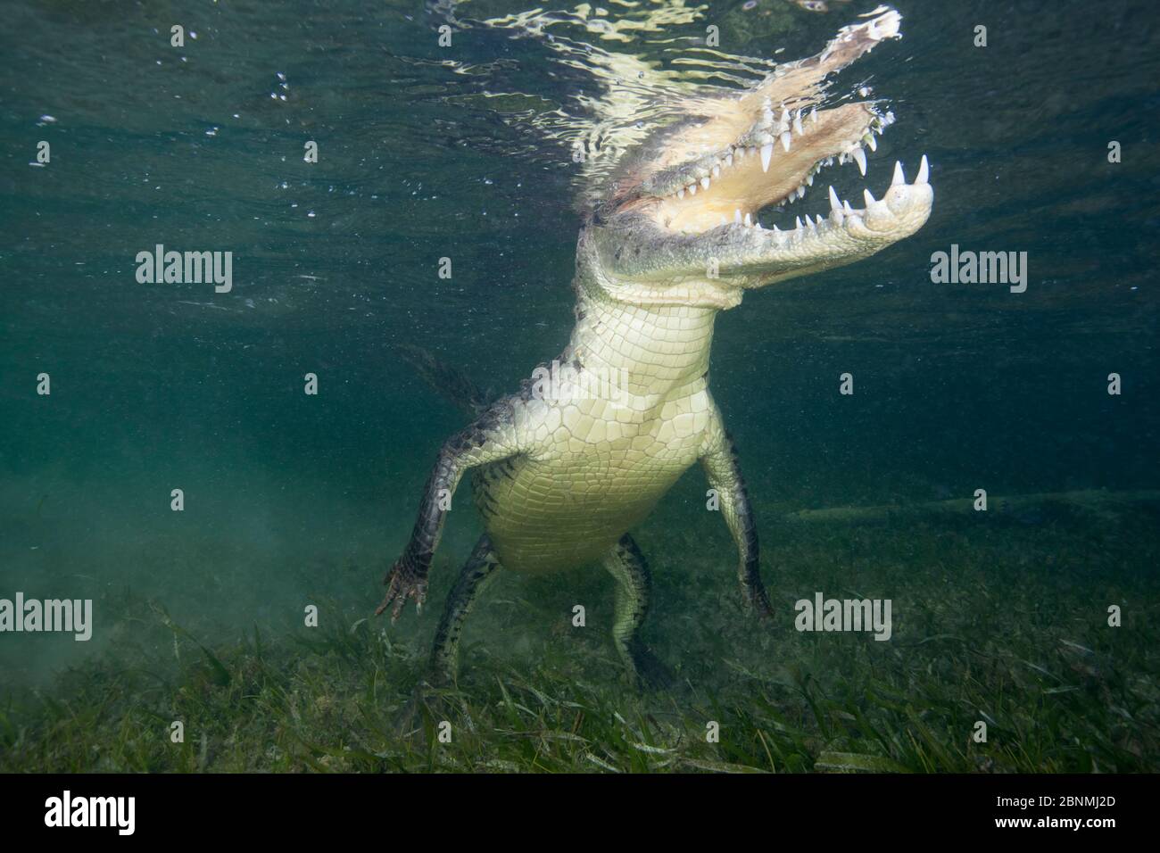 Crocodile américain (Crocodylus acutus) surfaçage à la respiration, Réserve de biosphère de Banco Chinchorro, région des Caraïbes, Mexique Banque D'Images