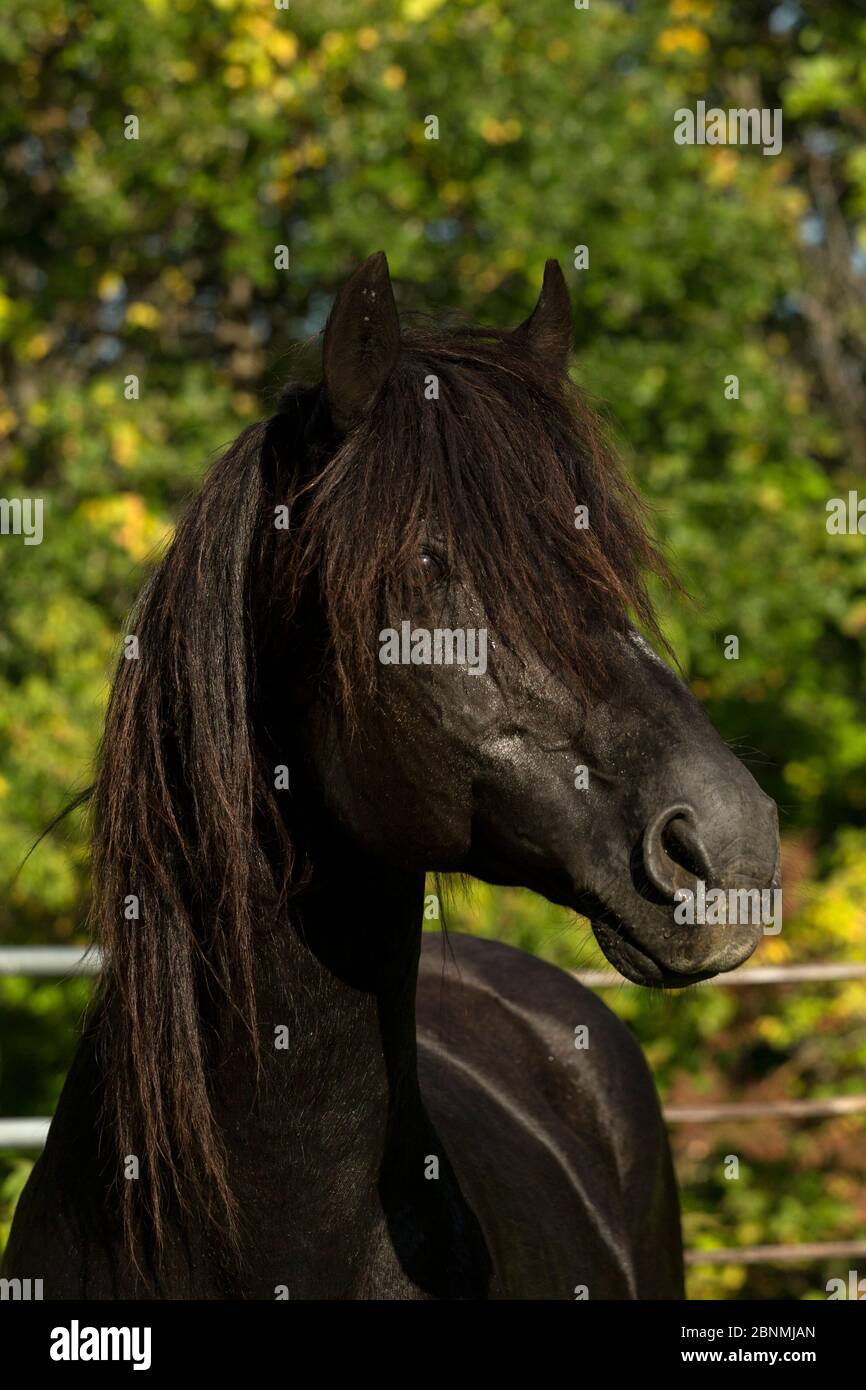 Portrait de Ferari, un étalon de cheval canadien, champion multiple, Cumberland, Ontario, Canada. Race de cheval en danger critique de disparition. Banque D'Images