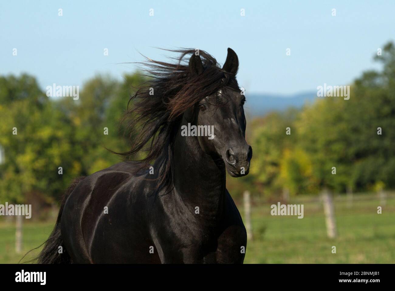 Portrait de Ferari, étalon de cheval canadien, champion multiple, Cumberland, Ontario, Canada. Race de cheval en danger critique d'extinction. Banque D'Images