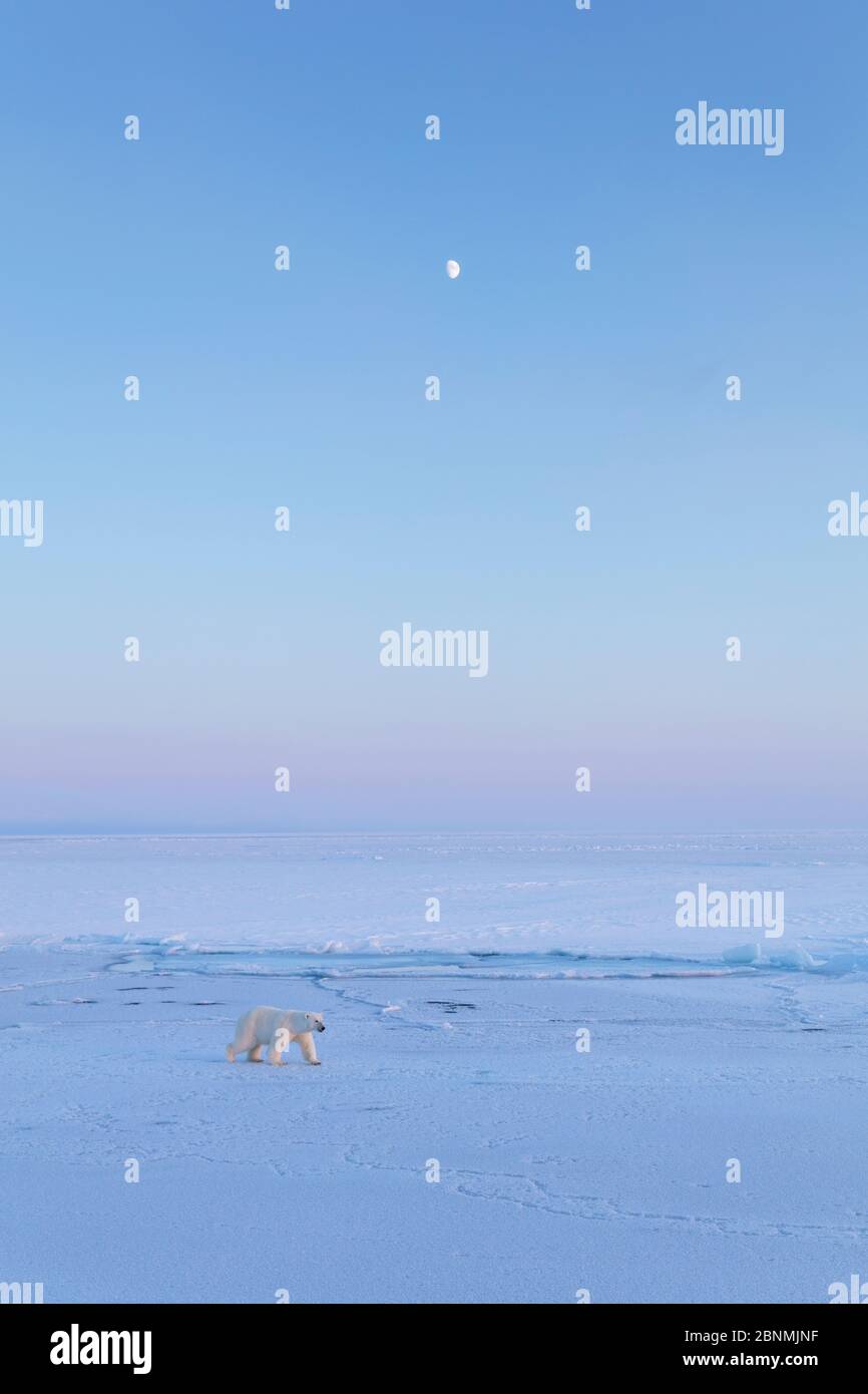 L'ours polaire (Ursus maritimus) sur glace avec lune à la fin de l'hiver, Svalbard, Spitzberg, Norvège, Avril Banque D'Images