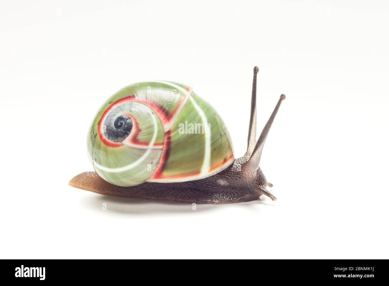 Escargot de terre (Polymita venusta) Cuba. Espèces endémiques. Banque D'Images