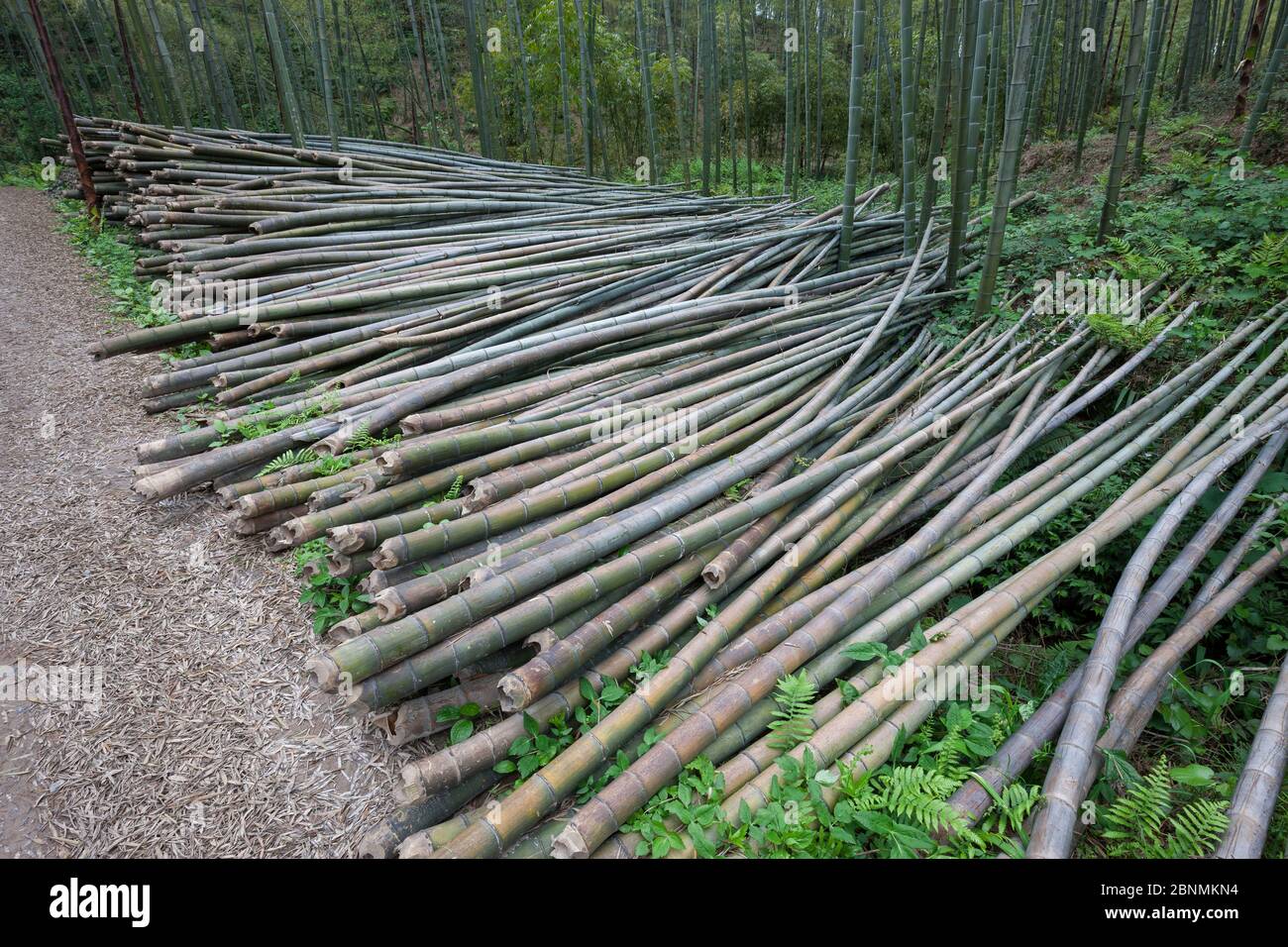 Tiges coupées en bambou (Phyllostachys heterocycla), mer de bambou de Shunan, Parc national de Shunan Zhuhai, Sichuan, Chine, avril 2015. Banque D'Images