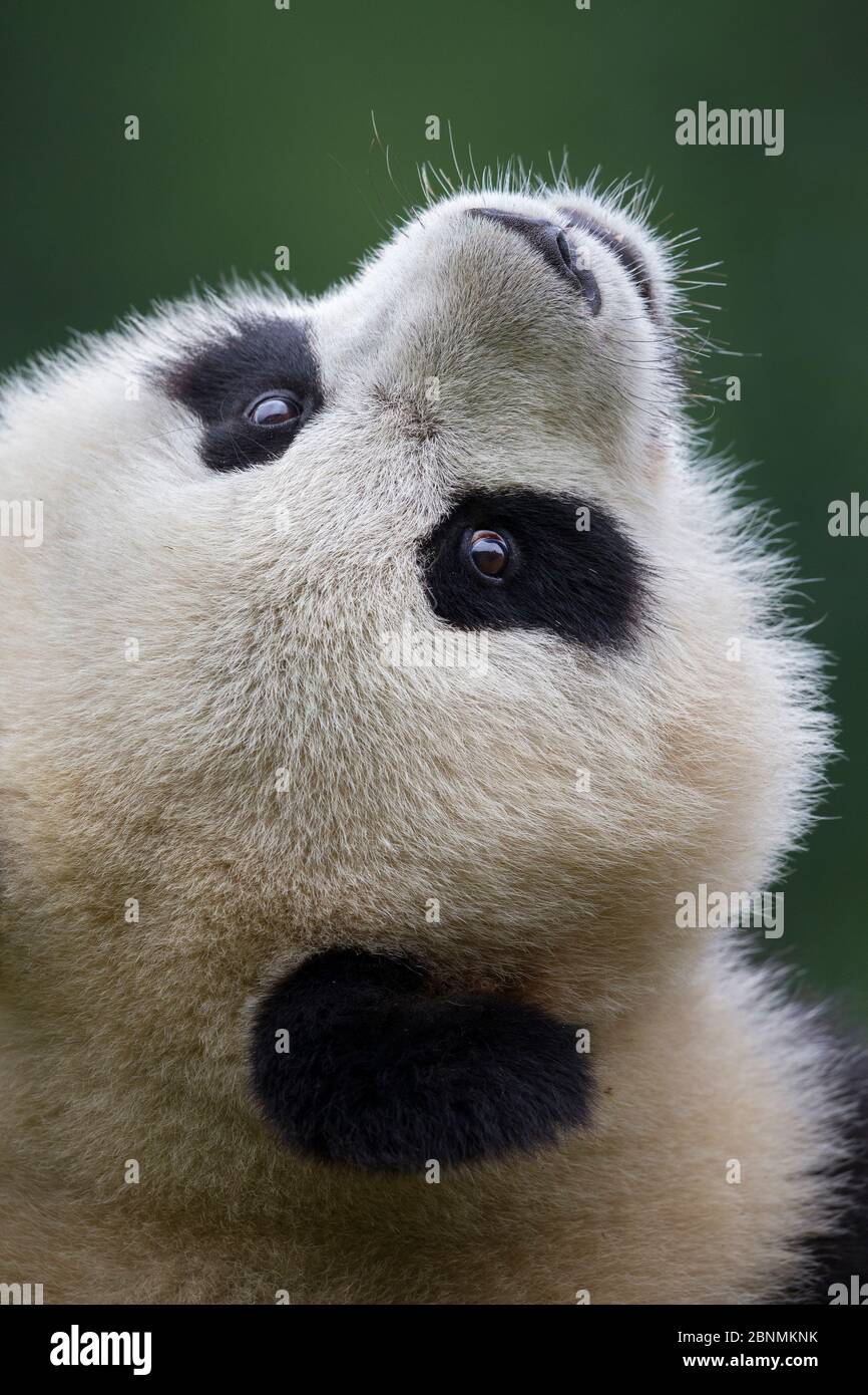 Panda géant (Ailuropoda melanoleuca), captive, Chine Banque D'Images